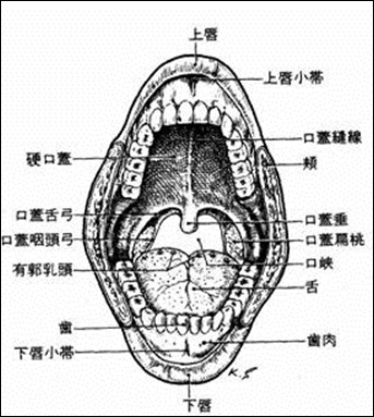 口から食道までの解剖学