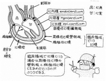心筋・心臓壁の層の解剖学的特徴と冠状動脈・静脈