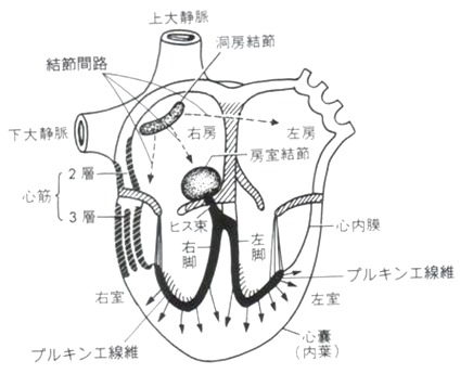 心筋と骨格筋の違いと刺激伝導系の伝導経路