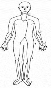 脈拍を触れることができる動脈と心拍数の増減に関わる因子